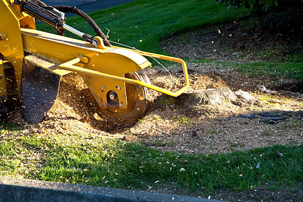 Best Organic Lawn Care Solutions  in New Tazewell, TN
