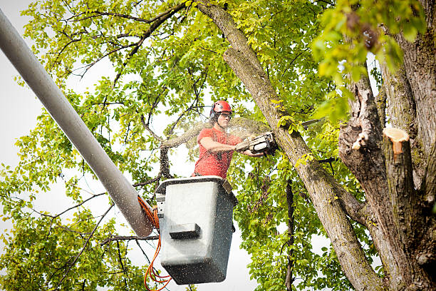 Best Tree Cabling and Bracing  in New Tazewell, TN